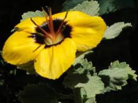 Close-up of the Namib Turnera