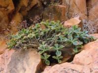 Growing in habitat,Rosyntjiesberg.