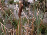 Typha capensis