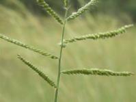 Urochloa mosambicensis 