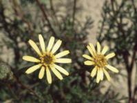 Flowers and foliage