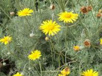Plant in flower