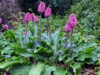 Veltheimia bracteata