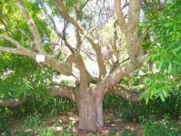 Old tree showing stem and bark