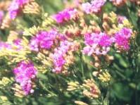 Linzia glabra