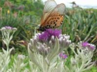 Hilliardiella aristata  with Acraea horta