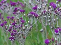 Vernonia oligocephala flowers