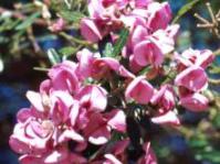 Virgilia divaricata