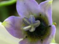 Wahlenbergia capensis Flower