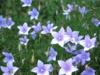 Wahlenbergia undulata