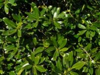 Warburgia salutaris