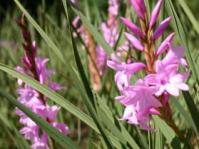 Watsonia canaliculata growing in KZN Botanical Garden