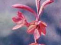Watsonia hysterantha. Photo: G Duncan
