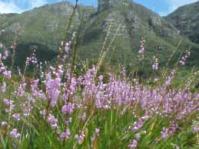 Watsonia marginata