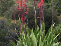 Watsonia vanderspuyiae