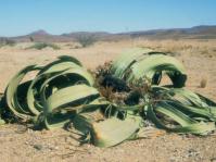 Welwitschia mirabilis in habitat (Ernst van Jaarsveld)