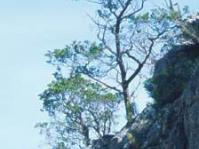 Widdringtonia cedarbergensis in habitat