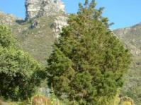 Growing in Kirstenbosch