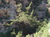 Growing in habitat