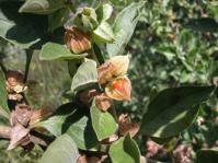 Withania somnifera leaves and fruit