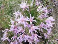 Xerophyta retinervis in flower