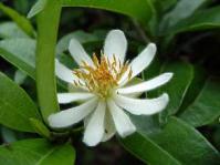 Male flower X. kraussiana  © Geoff Nichols