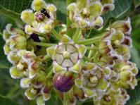 Xysmalobium undulatum flowers
