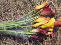 Zantedeschia cut flowers
