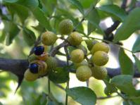 Fruit of Zanthoxylum capense