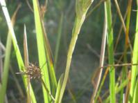 Habit of Z. africana