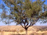 Ziziphus mucronata