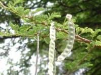 Pods of Vachellia nilotica subsp kraussiana