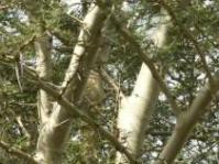 Acacia xanthophloea