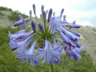 Agapanthus inapertus ssp intermedius