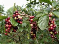 Antidesma venosum in fruit (Geoff Nichols)