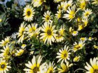 Arctotheca calendula
