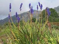 Aristea capitata