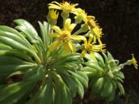 Caputia oribiensis