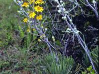 Plant in flower