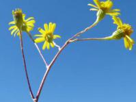 Flowers of Caputia scaposa var.scaposa