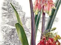 Clivia mirabilis