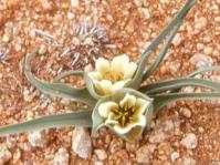Colchicum asteroides