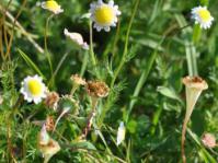Plant in flower-white form