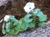 Dewinteria petrophila 