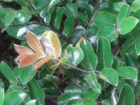 Foliage showing red new growth