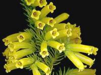 Erica 'Gengold' (Peter Swart)