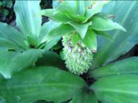 Plant in flower (Nicki Brighton)