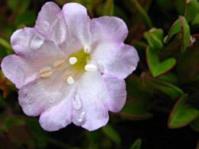 Flower: Image Paul Linder © 