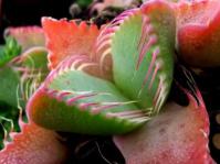 Faucaria tigrina -tiger jaw