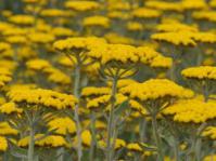 Plants in flower